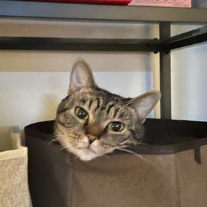 Meet your Posher, Coryanne